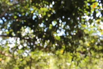 trees and plants in a beautiful garden