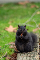 Naklejka na ściany i meble one cute black squirrel sitting on a wooden board on top of the green grasses enjoy the nut hold on its paws