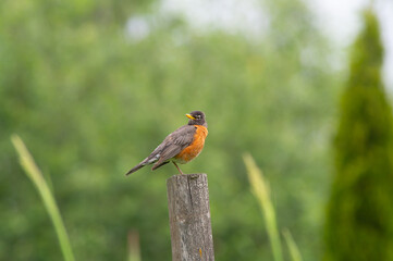 robin on a branch