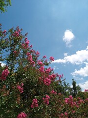 Obraz na płótnie Canvas pink flowers and sky