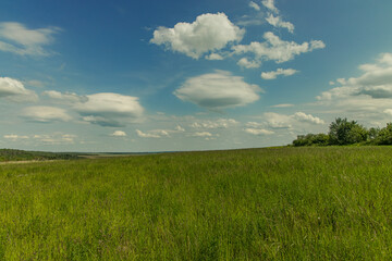 summer morning idyllic field green grass scenery environment space horizon background space with...