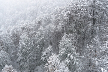 snowstorm in a mountain forest