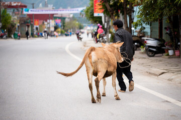  Hmong ethnic minority people exchange of goods at Meo Vac Market, Ha Giang, Viet Nam