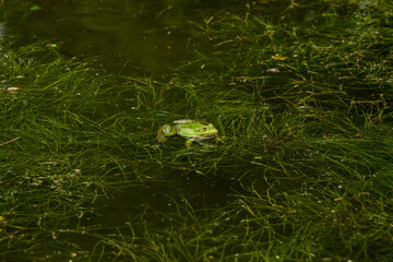 fauna nature photography of frog sitting on a plants of pond water green nature environment space