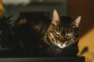 cat eyes