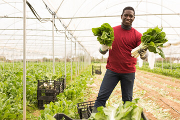 Portrait of successful African American farmer standing at farm greenhouse with ripe Swiss chard in hands during harvest