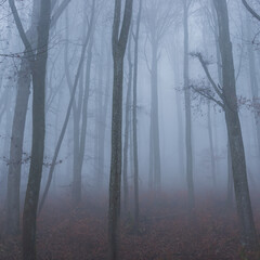 fog in the forest