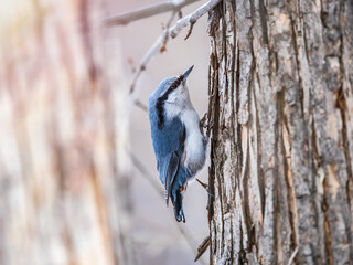 Eurasian nuthatch or wood nuthatch, lat. Sitta europaea, sitting on a tree trunk with a blurred background.