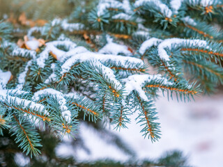 Snow-covered branches of blue spruce with needles in the sunset light. The blue spruce, Colorado spruce, or Colorado blue spruce, with the Latin name Picea pungens.