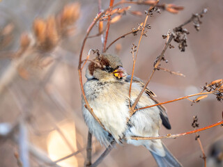 Sparrow sits on a bush branch and eating its seeds