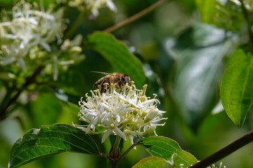 Biene sitzt auf einer Blüten der gitfigen Gartenpflanze Hartriegel und sammelt Pollen und Nektar