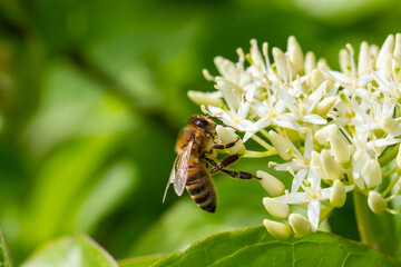 Eine Biene sitzt seitlich an den Blüten der Gartenpflanze Hartriegel und sammelt Nektar und...