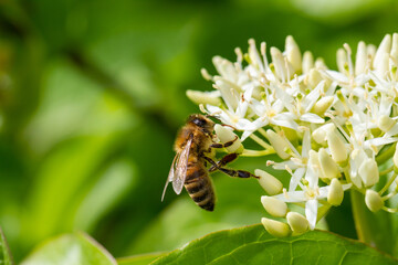 Eine Biene sitzt seitlich an den Blüten der Gartenpflanze Hartriegel und sammelt Nektar und Blütenstaub