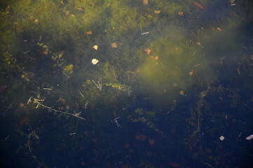 River water in mud and algae. texture.