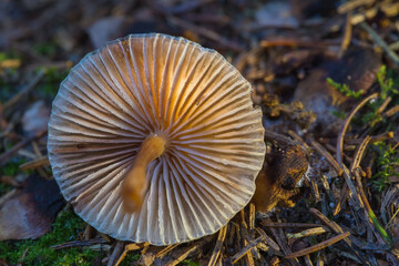Psilocybin mushroom in the forest. A hallucinogenic mushroom containing psilocybin.