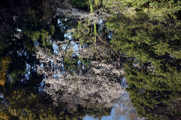池に映った桜