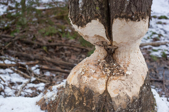 A tree gnawed by a beaver in the forest. Close-up photo.