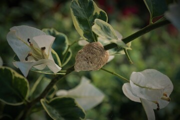 chinese mantis hinggap di antara bunga bougenfile