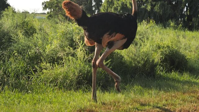 Closeup on body and legs of ostrich slowing from run to walk in grass landscape
