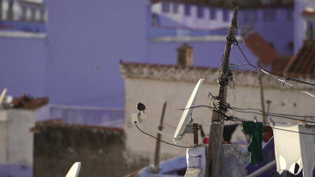 Black Bird Resting On C-Band Circular Antenna On The Roof Of A House In Chefchaouen, Morocco. - wide shot