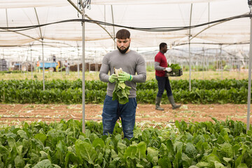 Confident young bearded worker cutting fresh green chard on farm plantation. Harvest time