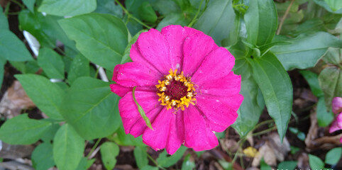 zinnia flower, red flower, refugia plant