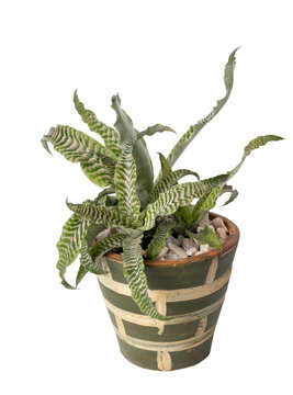 Beautiful Cryptanthus fosterianus bromeliad or Earth star houstplant on green clay pot isolated on white background