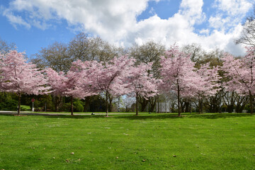 cherry blossom in the park on sunny day