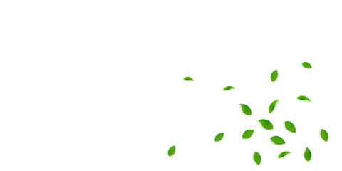 Falling green leaves. Fresh tea random leaves flyi