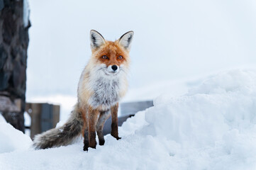 Wild red fox sits in the snow against the backdrop of industrial gray structures - Powered by Adobe