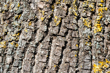 Close-up  of  bark tree trunk withtree mosses