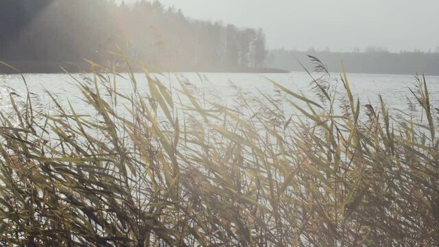 Calm peaceful landscape with reed trembling on wind slow motion sunny day. Dry yellow cane growing on lakeshore close up lens flare natural sunlight. Nature protection ecology environment
