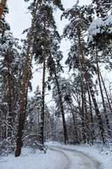 Snow-covered trees in the forest. Winter natural background. The tree bent under the weight of snowdrifts. Walk through the winter Park. Overcast gray cold day. Impenetrable thicket of the forest.