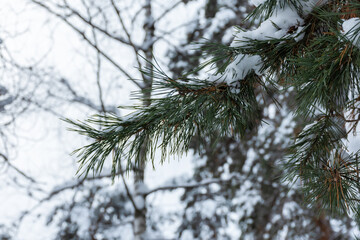 Snow-covered pine trees in the forest. Snowdrifts on spruce needles. Snow falls from above. Concept of the arrival of winter. Winter natural background with tall trees. Branches close-up.
