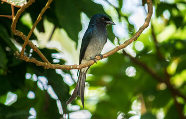 Common black Drongo bird perched under the shade of a tree, looking so proud, pose for a photograph, has shiny dark color feathers and a long split tail.