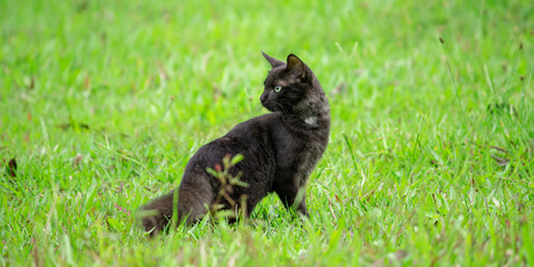 Naklejka na ściany i meble cat turns around standing in green grass field watching behind