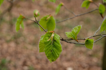 Junge frische Blätter an dem Zweig einer Buche im Frühling im Wald