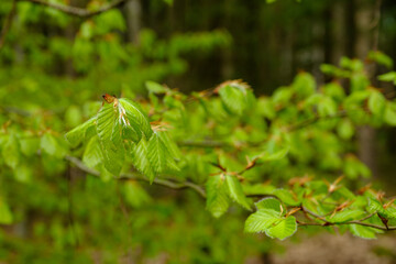 Junge neue hellbrüne Blätter an einer Buche im Frühling im Wald