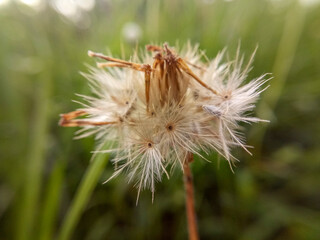dandelion seed head