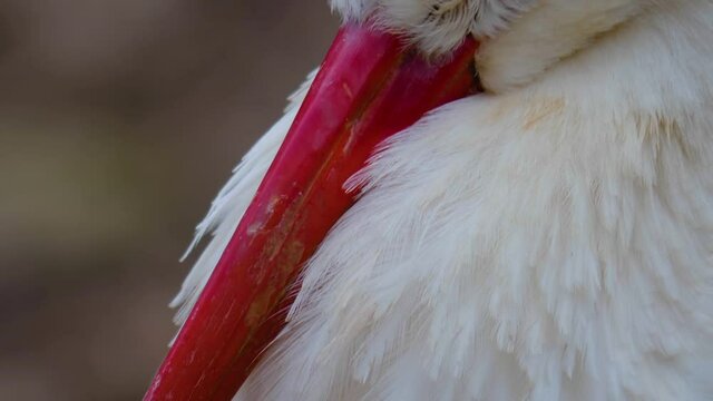 Close up of white stork head with blinking eye standing around in autumn.
