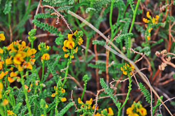 Flowers in Los Glacier national park close Fitz Roy, El Chalten, Patagonia, Argentina