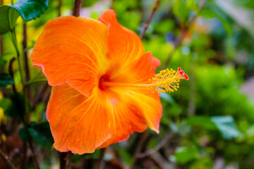 Hibiscus Flower