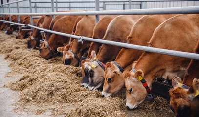 Dairy farm livestock industry. Red jersey cows stand in stall eating hay