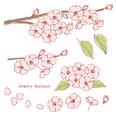 手書き風の桜の花、桜の木の枝 Cherry Blossoms