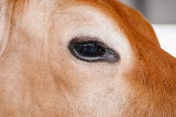 Close up of eyelashes and eyes of red cow