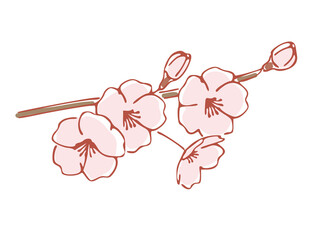 手書き風の桜の花、桜の木の枝 Cherry Blossoms