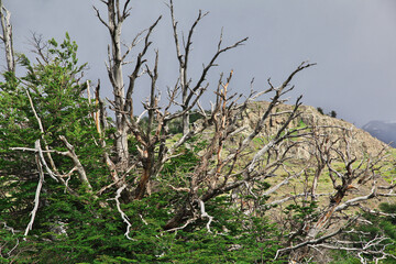 The forest in Los Glacier national park close Fitz Roy, El Chalten, Patagonia, Argentina