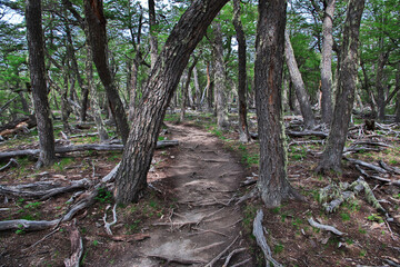 The forest in Los Glacier national park close Fitz Roy, El Chalten, Patagonia, Argentina