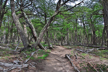 The forest in Los Glacier national park close Fitz Roy, El Chalten, Patagonia, Argentina