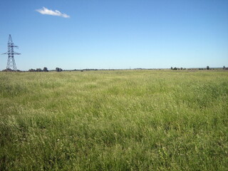 A flat, clear field of uncut grass on a clear, cloudless day.